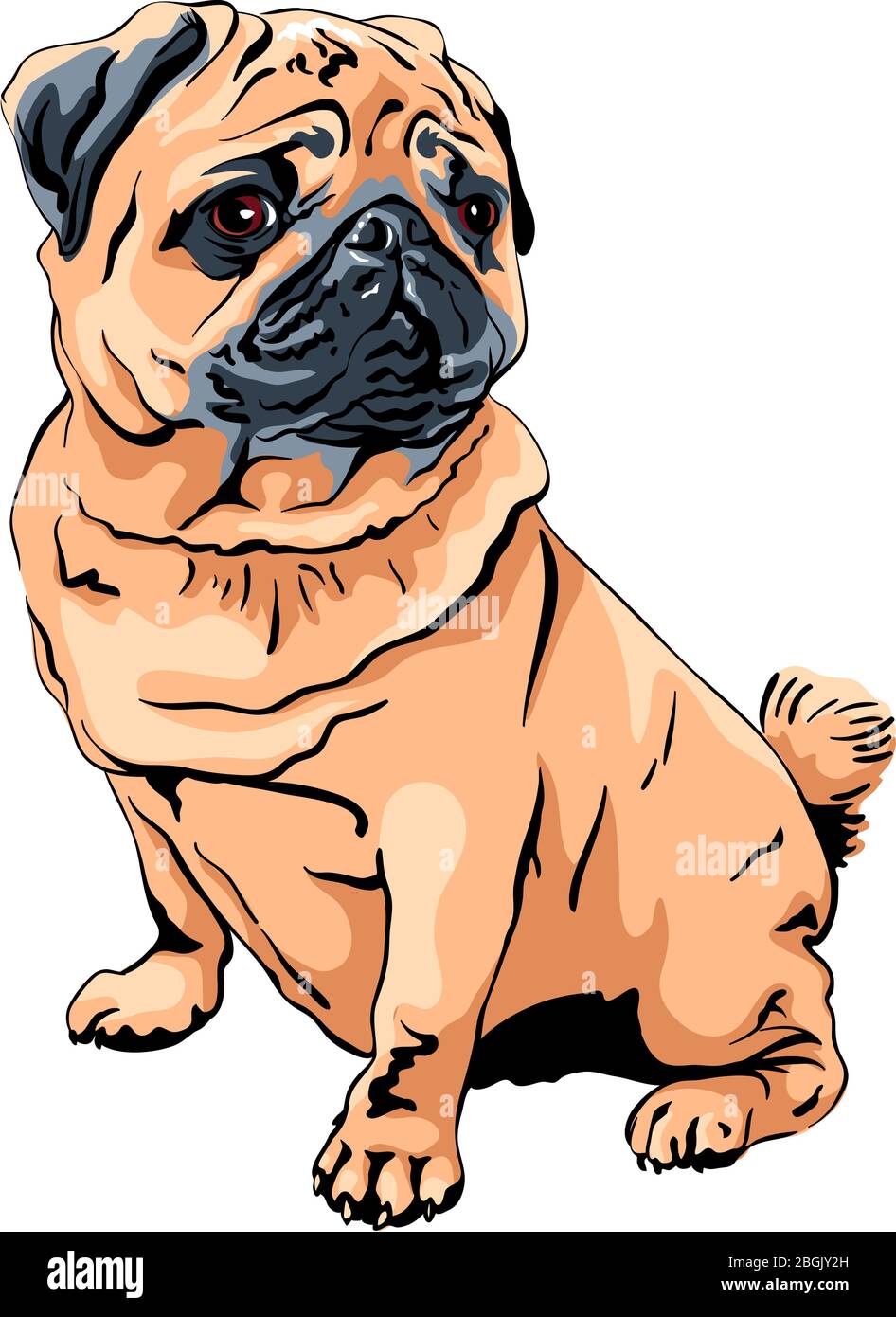 Vettore cute cane pug razza albicocca di colore fawn Illustrazione Vettoriale