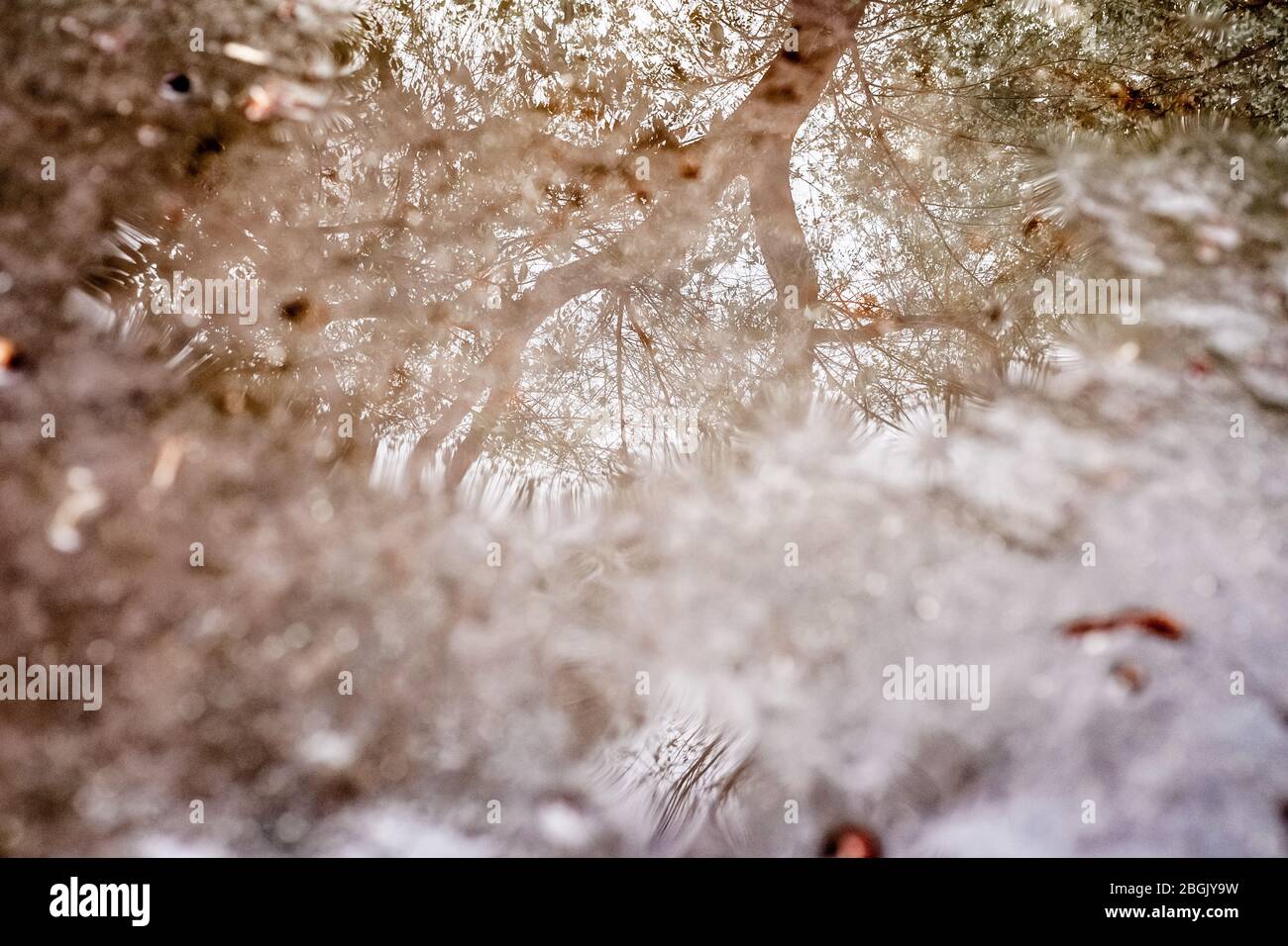 Un albero triste riflette i suoi rami in una pozzanghera in un giorno di autunno piovoso. Foto Stock