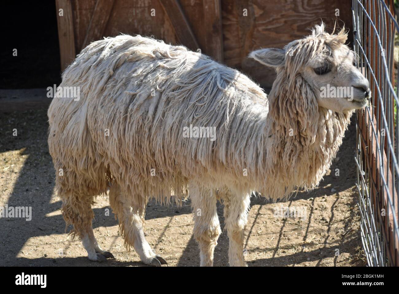 Suri Alpaca Foto Stock