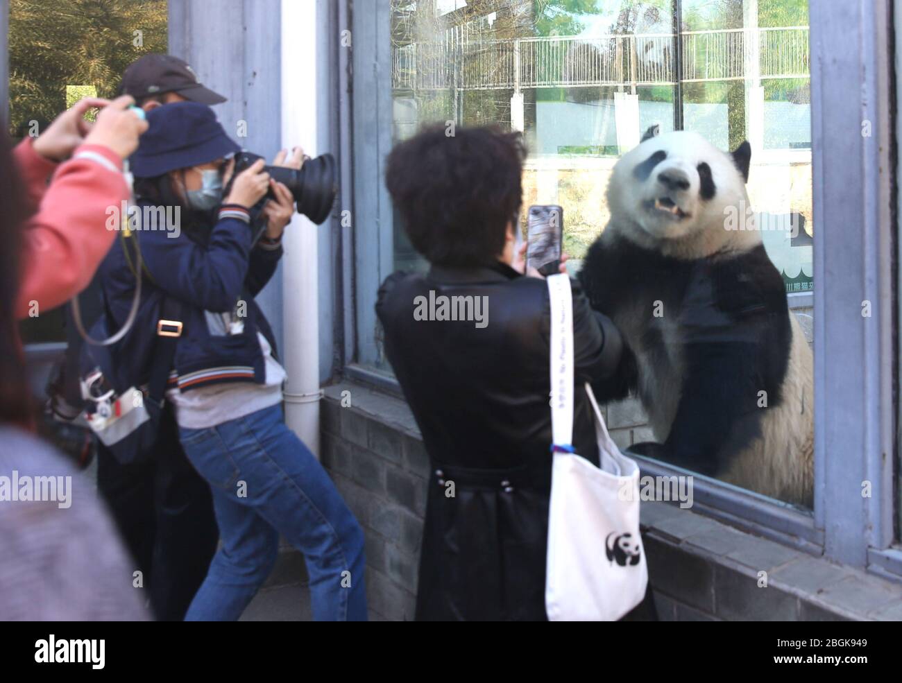 I panda dello zoo di Pechino, che riaprono dopo 59 giorni di chiusura, potranno interagire con i turisti, Pechino, Cina, 23 marzo 2020. Turisti che wan Foto Stock