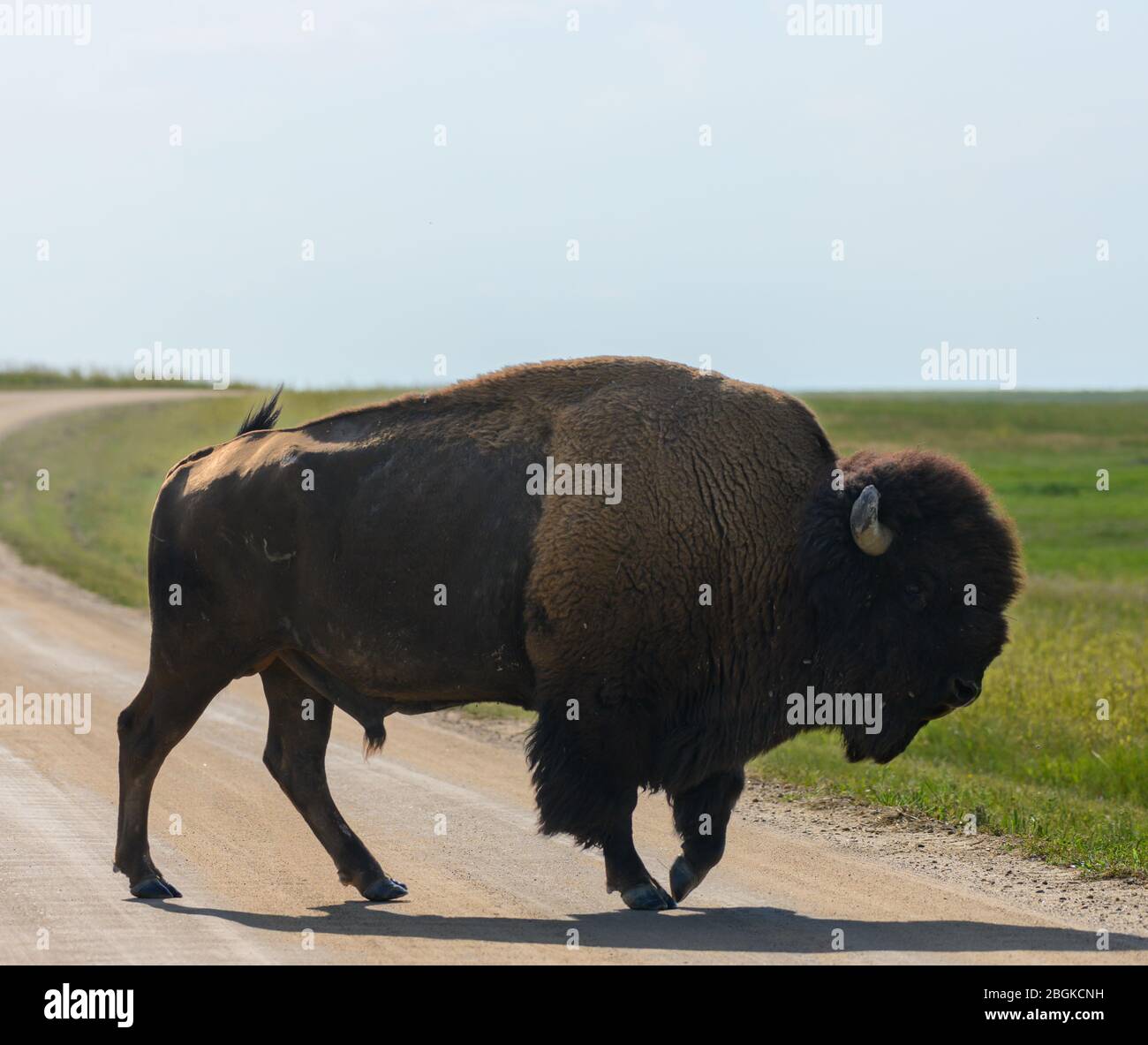 Bison attraversa la strada sterrata a Badlands Foto Stock