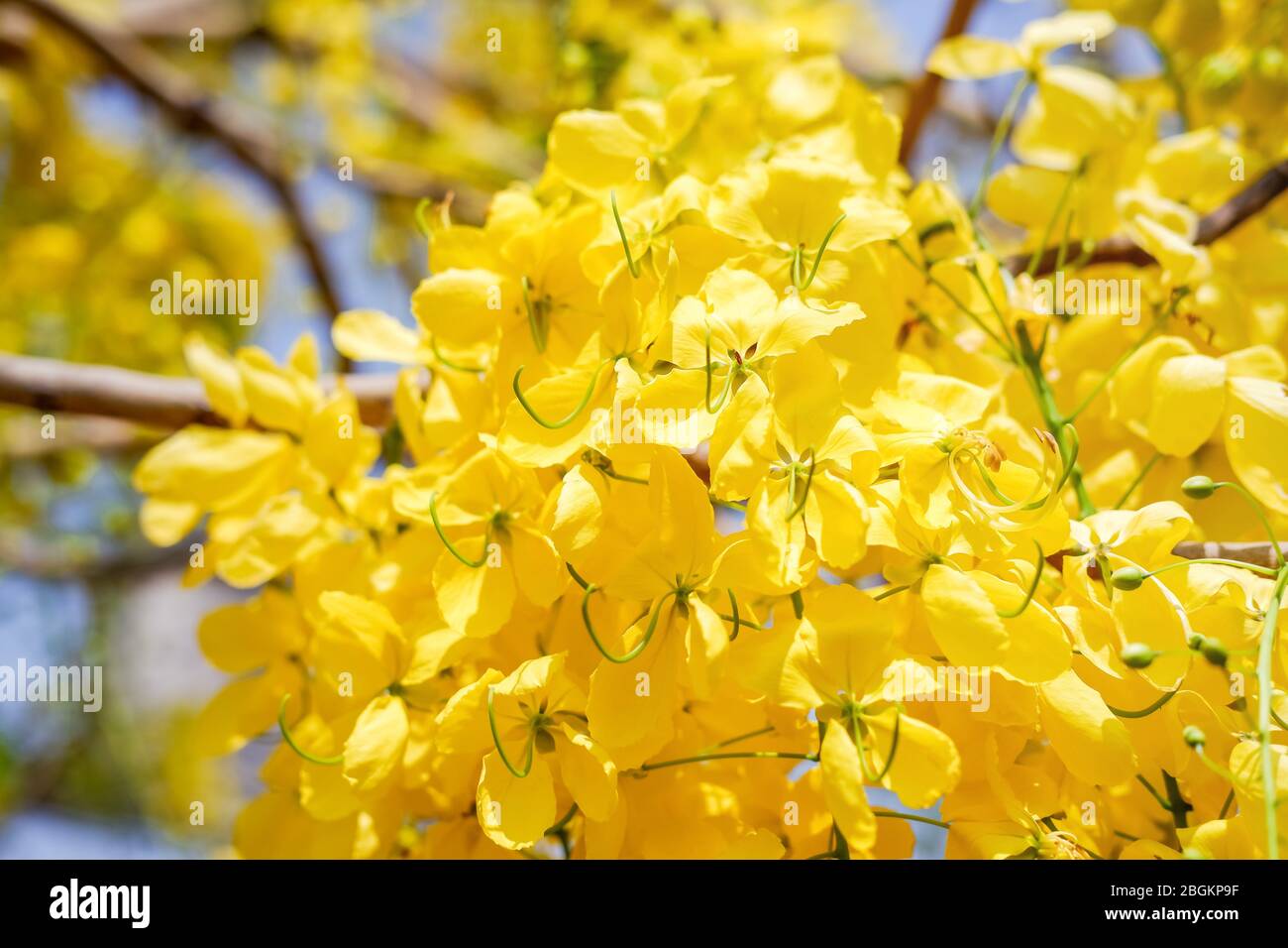 L'albero della doccia d'oro (Fistola Cassia) è fiorente sull'albero con il cielo blu e la luce del sole. Foto Stock