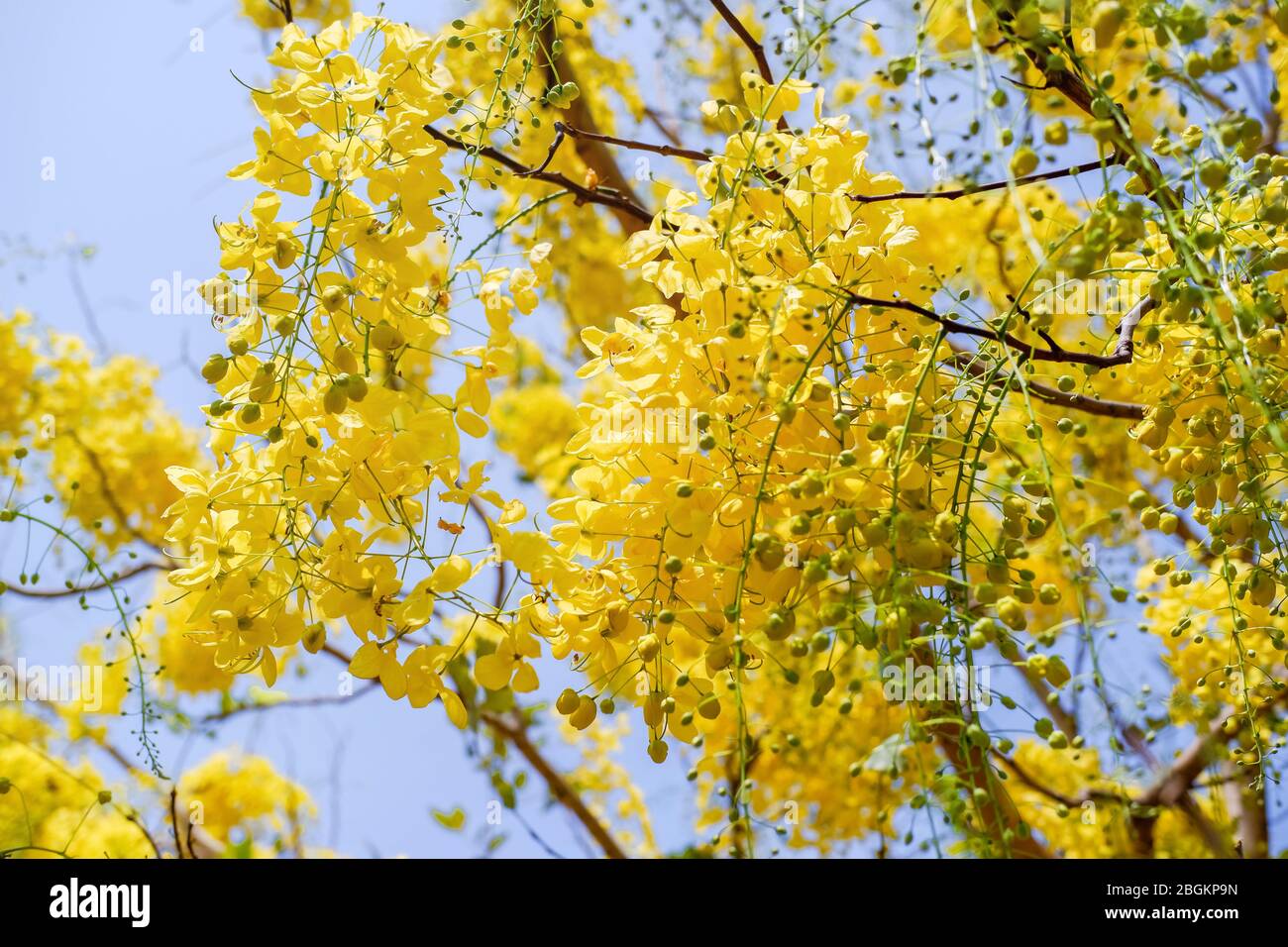 L'albero della doccia d'oro (Fistola Cassia) è fiorente sull'albero con il cielo blu e la luce del sole. Foto Stock