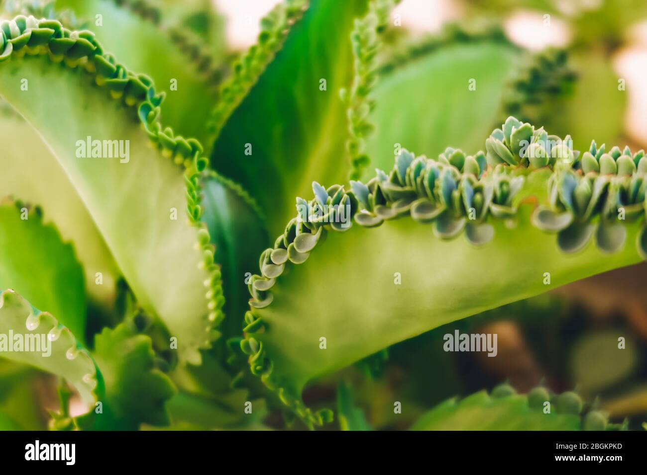 Madre di migliaia, pianta messicana del cappello (Kalanchoe pinnata) con germogli. Foto Stock