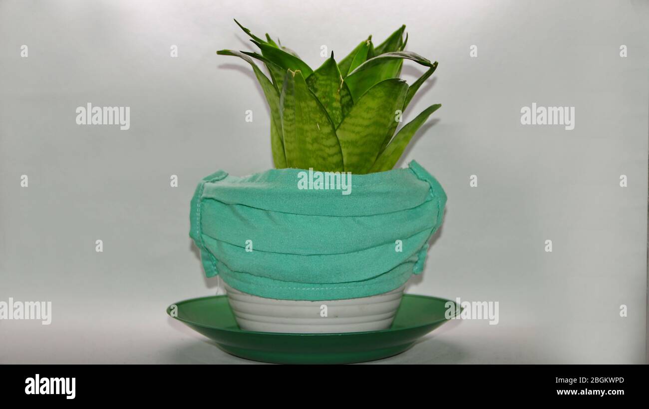 Vaso con fiori Sansimera, dato una maschera di salute verde, non messa a fuoco, rumore, immagine di fuoco selettiva sfocata Foto Stock