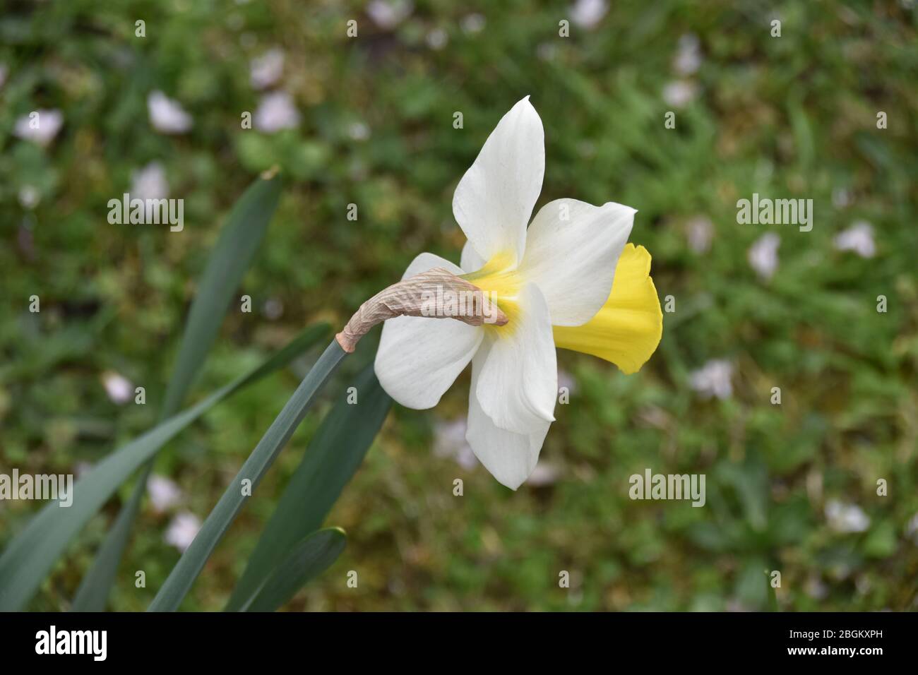 Daffodil solitario in primavera Foto Stock