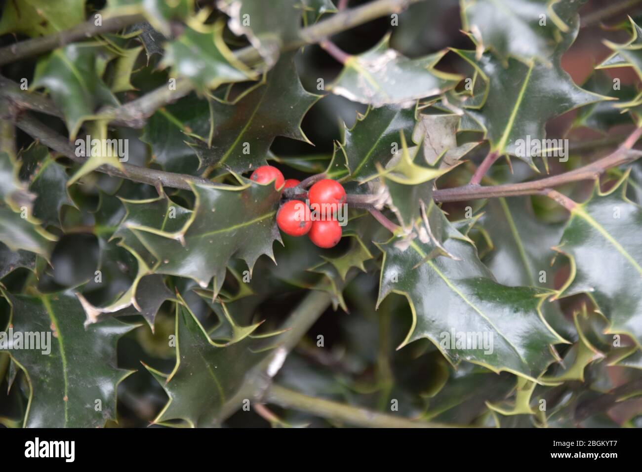 Foto di bacche rosse tra foglie verdi. Foto Stock