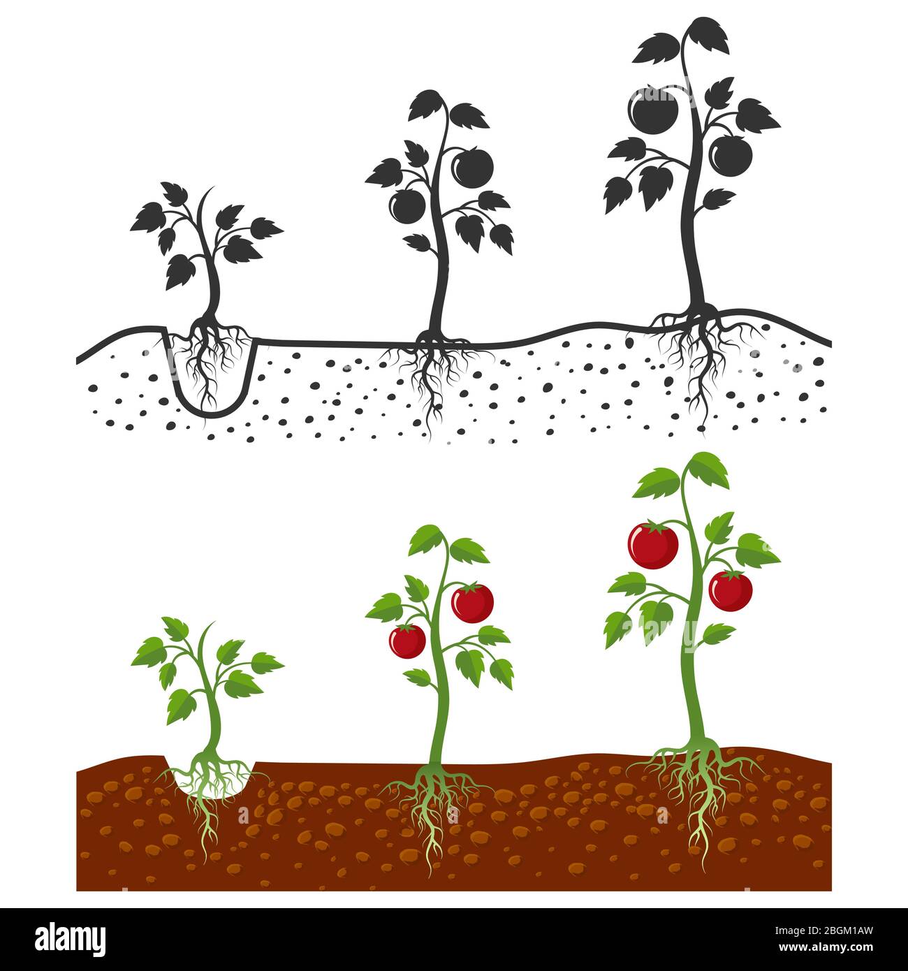 Pianta di pomodoro con radici vettoriali fasi di coltivazione - stile cartoni animati e silhouette di pomodori isolati su sfondo bianco. Coltivazione di pomodori vegetali, agri Illustrazione Vettoriale