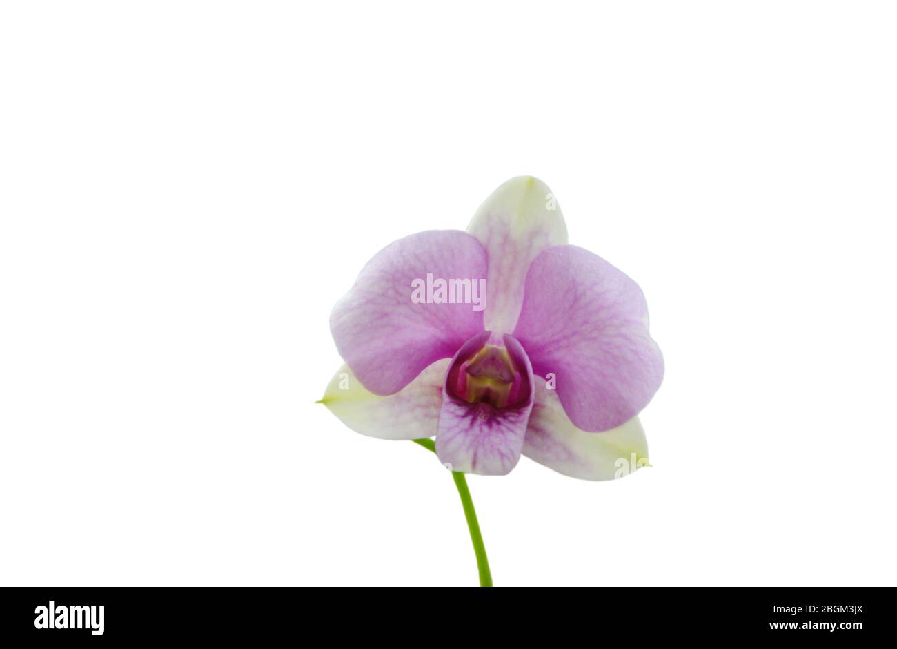 orchidea viola su ramificazione su sfondo bianco Foto Stock