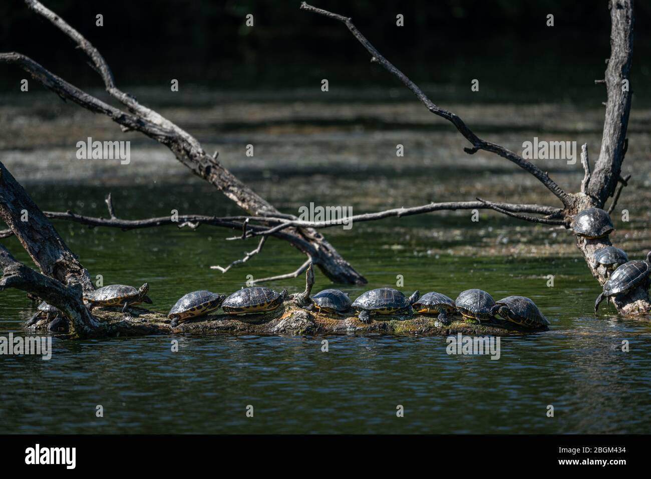 Un gruppo di cursori di Pond (Trachemys Scripta) riposanti e godendo il sole (Vienna, Austria) Foto Stock