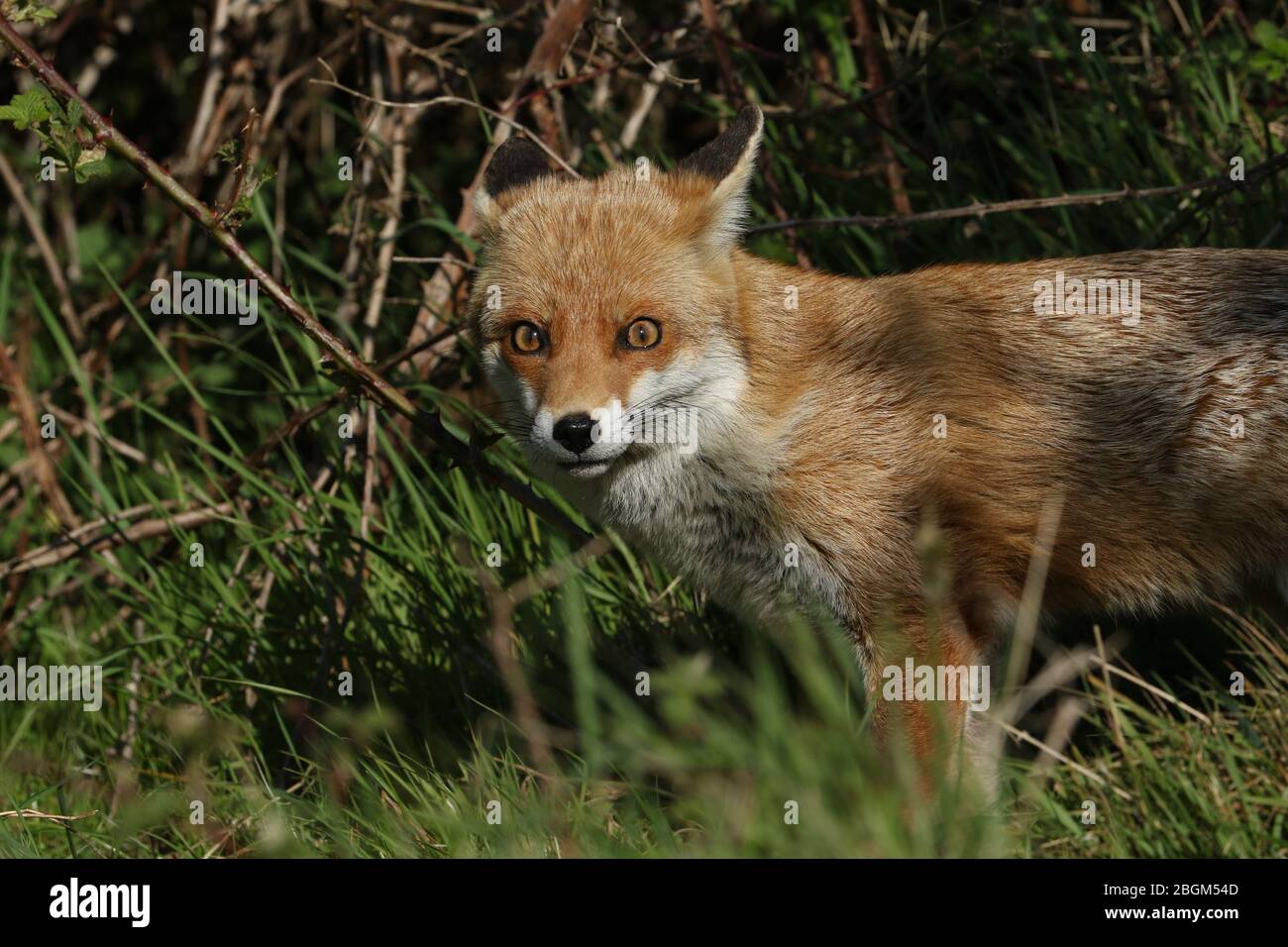 Una magnifica volpe rossa selvaggia, vulpes, caccia in un prato in primavera. Foto Stock