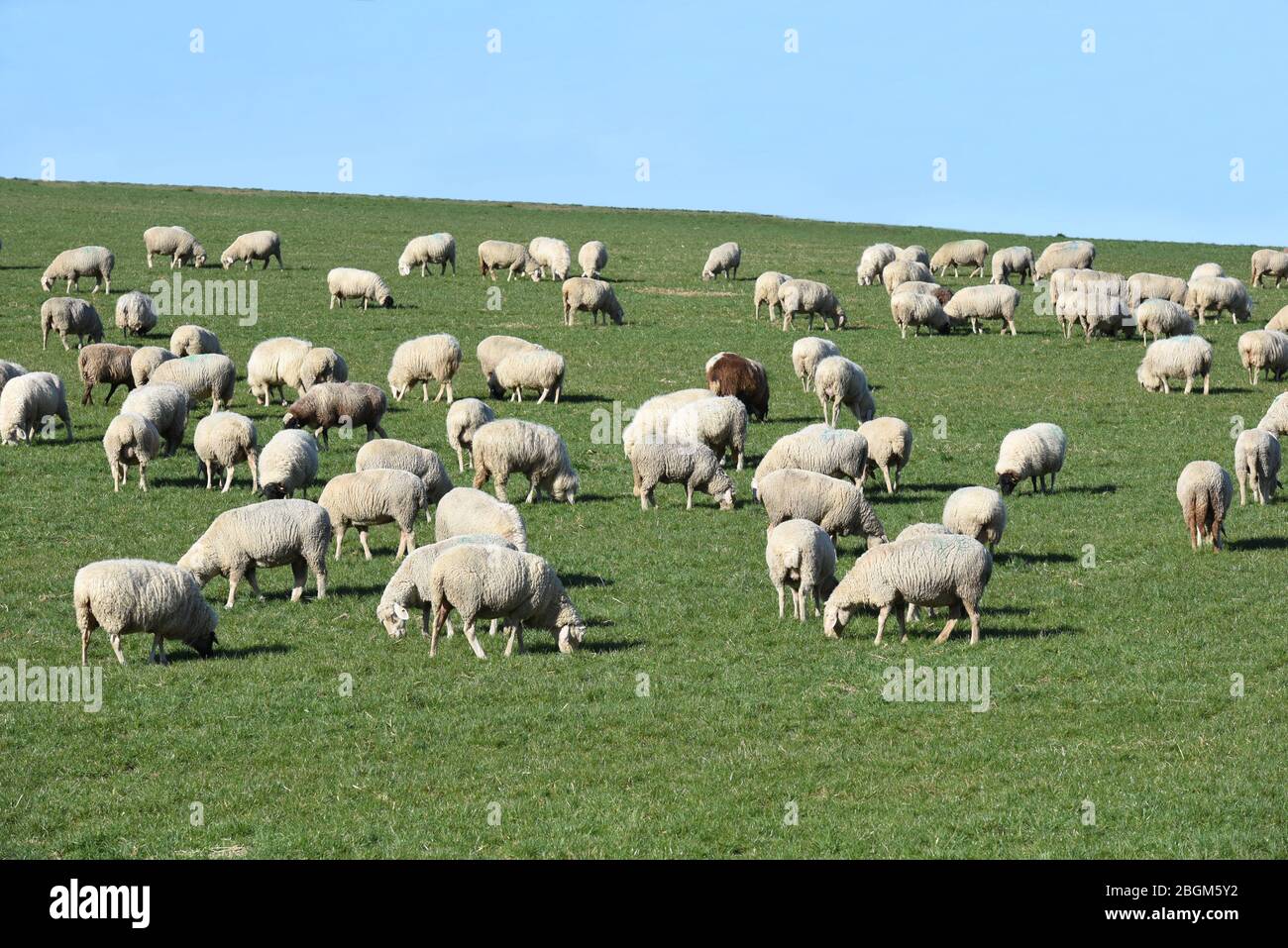 Schafe Ovis sind eine Saeugetiergattung aus der Gruppe der Ziegenartigen. Le pecore di Ovis sono un mammifero dal gruppo della capra. Foto Stock