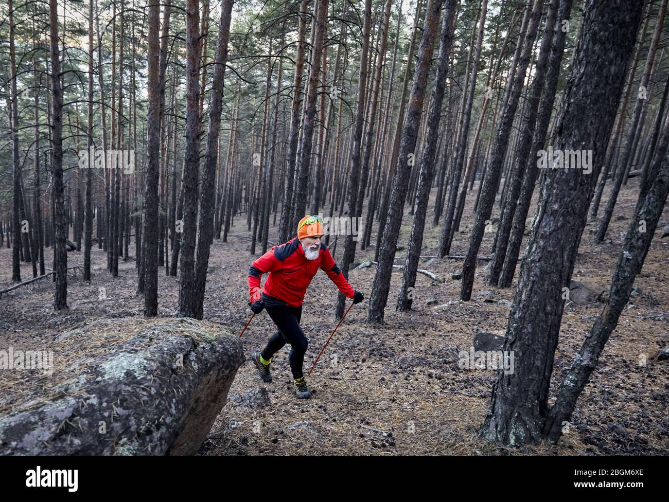 Uomo Barbuto in maglietta rossa trekking nella foresta di pini. Trail Running concept Foto Stock