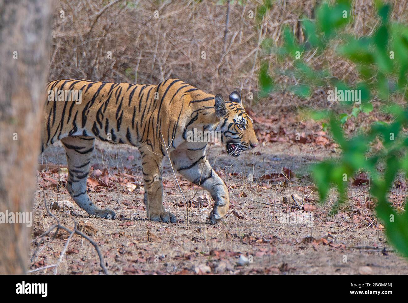 Un cucciolo di tigre a piedi al Parco Nazionale di Pench, Madhya Pradesh, India Foto Stock