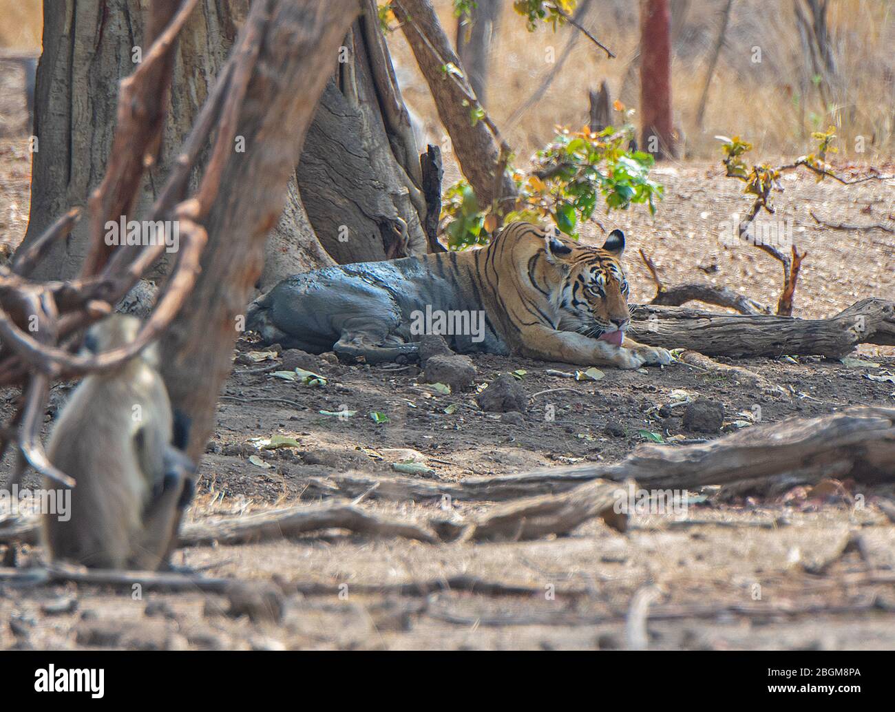 Un riposo tigre e Langur nascosto dietro l'albero al Parco Nazionale di Pench, Madhya Pradesh, India Foto Stock
