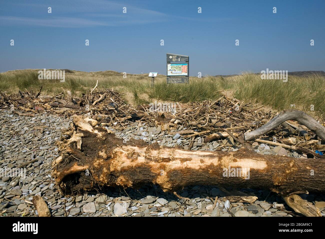 Log lavato sulla spiaggia vicino al segno della riserva naturale nazionale di Merthyr Mawr nell'angolo sud-est della riserva Foto Stock