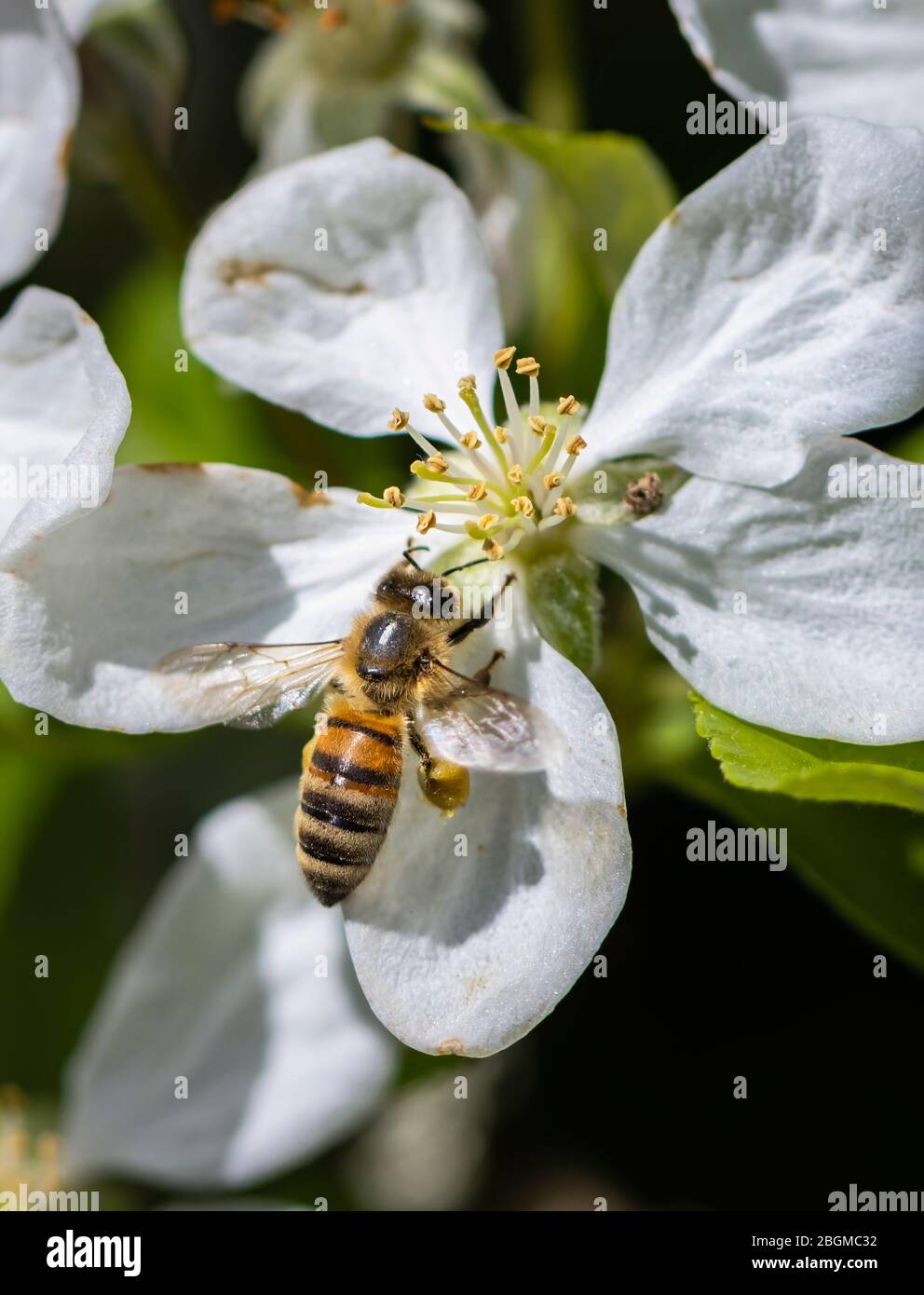 Minibeast: Un'ape occidentale di miele, Apis mellifera, raccoglie nettare e polline dalle balze di un bianco albero di mele fiorito in primavera, Surrey Foto Stock