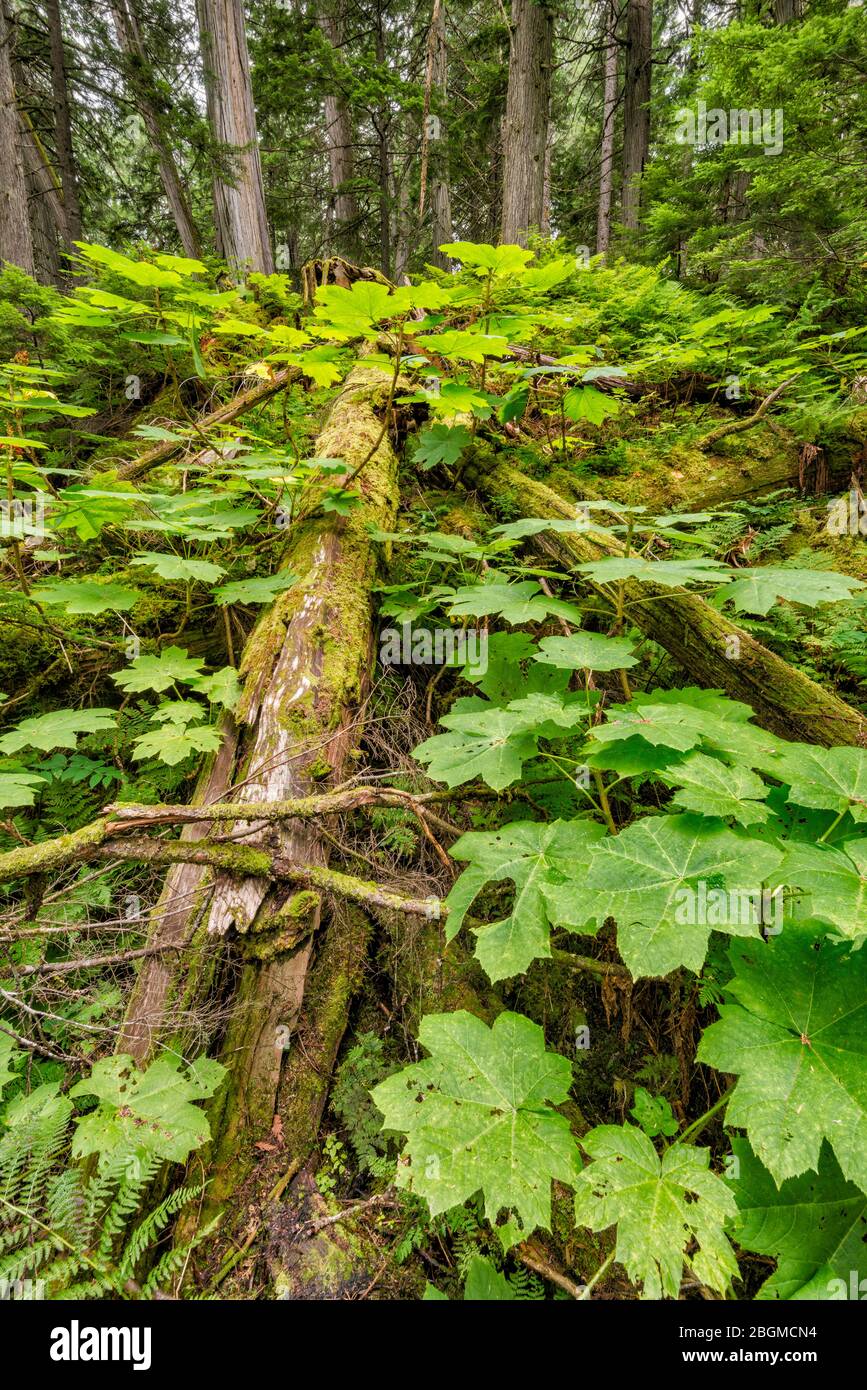 Bastone da passeggio Devils, arbusto grande al sentiero Giant Cedars Boardwalk Trail, Mount Revelstoke National Park, West Kootenay Region, British Columbia, Canada Foto Stock