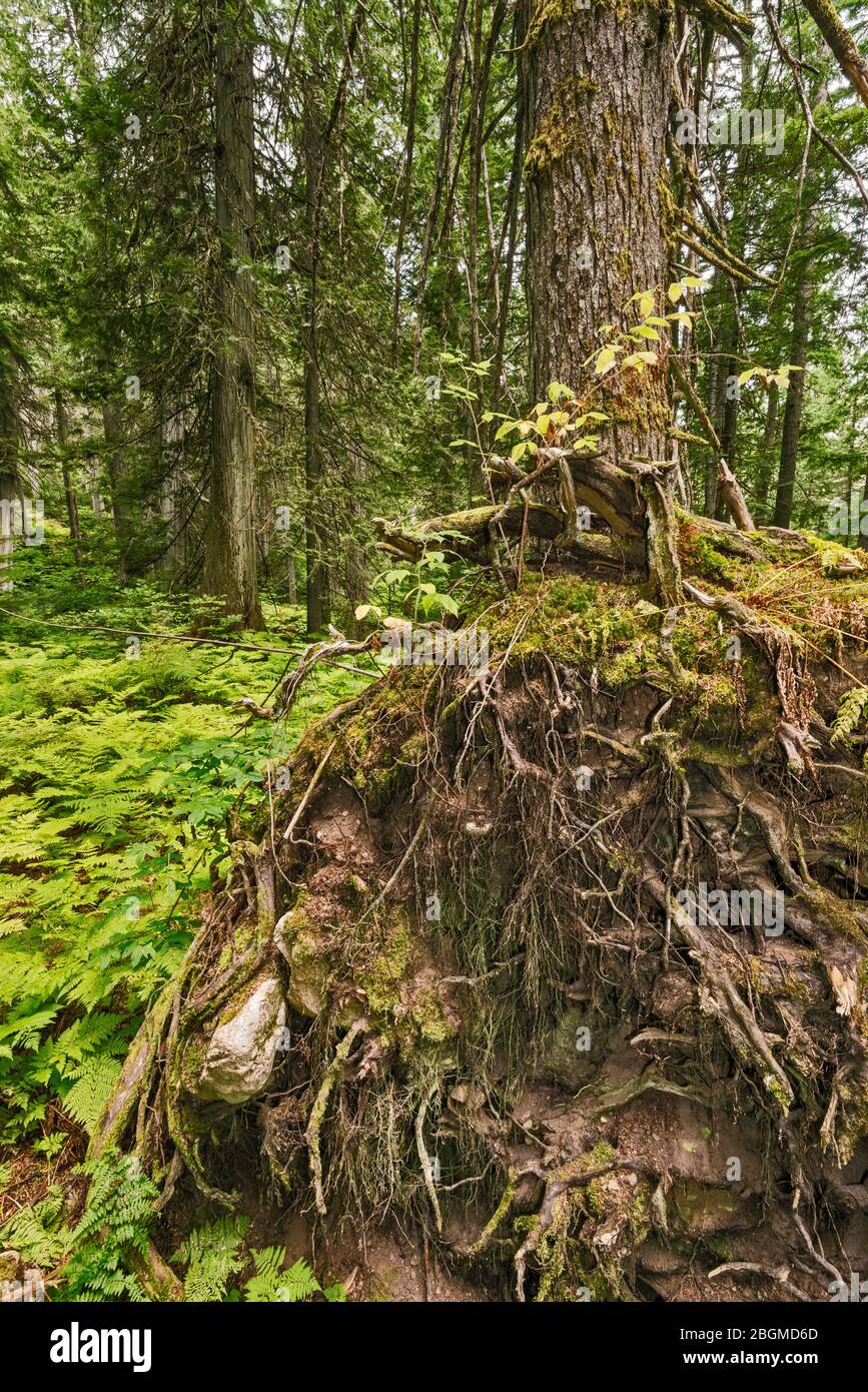 Radici dell'albero di hemlock occidentale, sentiero del lungomare dei Cedri giganti, Parco Nazionale del Monte Revelstoke, Regione di Kootenay Occidentale, Columbia Britannica, Canada Foto Stock