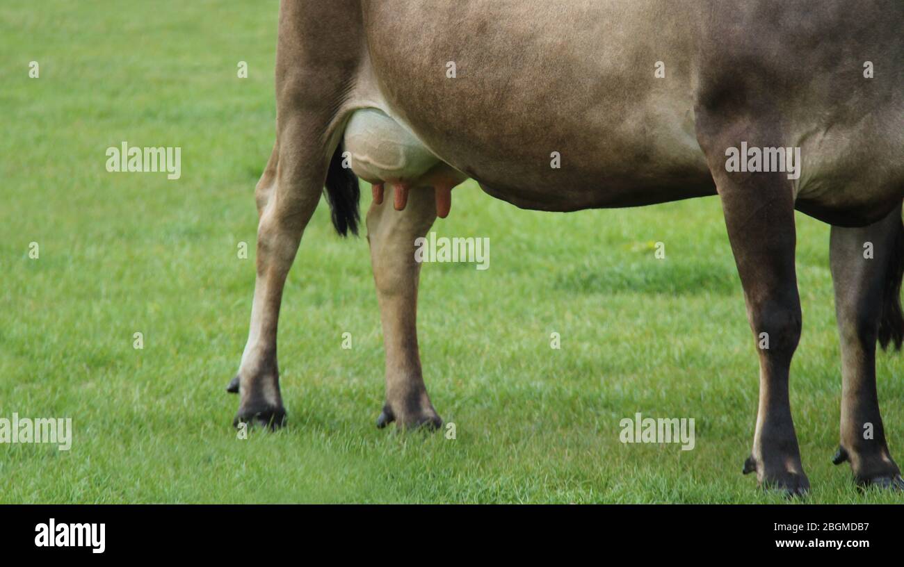 Un mucca pelosa con una mammelle piena in un campo di prato di erba. Foto Stock