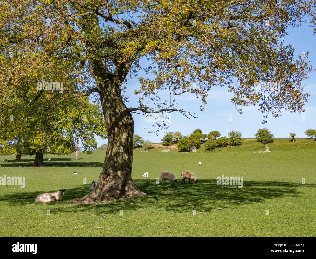 Pecore con i loro agnelli primaverili si trovano all'ombra di un grande albero in una calda giornata primaverile nella campagna del Worcestershire, Regno Unito. Foto Stock