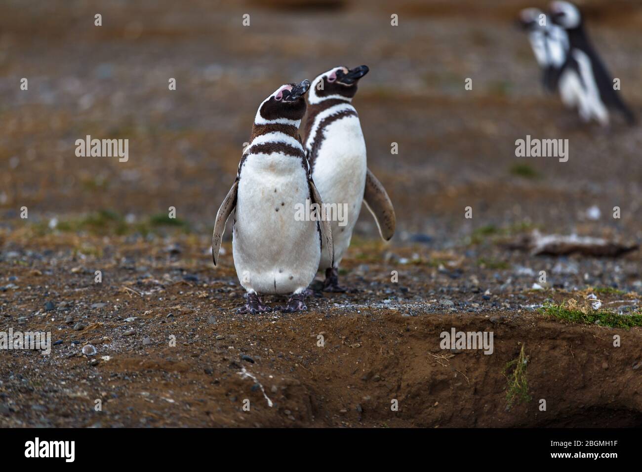 Pinguino Magellanico Sfeniscus magellanicus colonia, Patagonia, Argentina Foto Stock