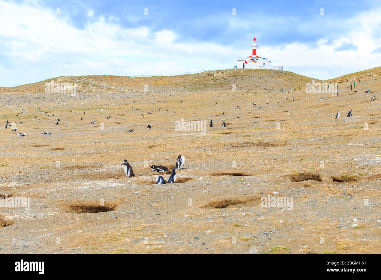 Pinguino Magellanico Sfeniscus magellanicus colonia, Patagonia, Argentina Foto Stock