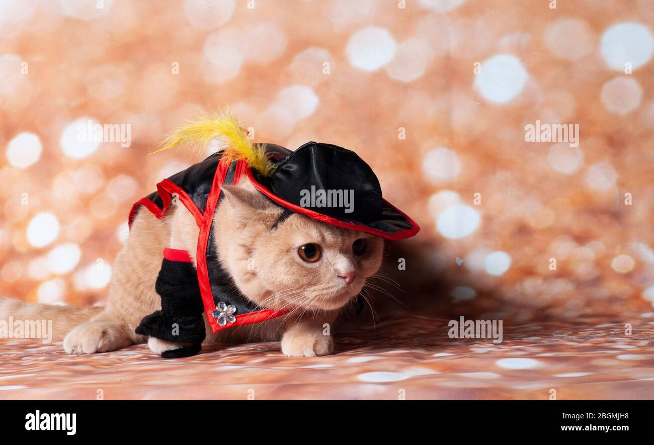 zorro mascherato gatto in oro sfondo e cappello Foto stock - Alamy