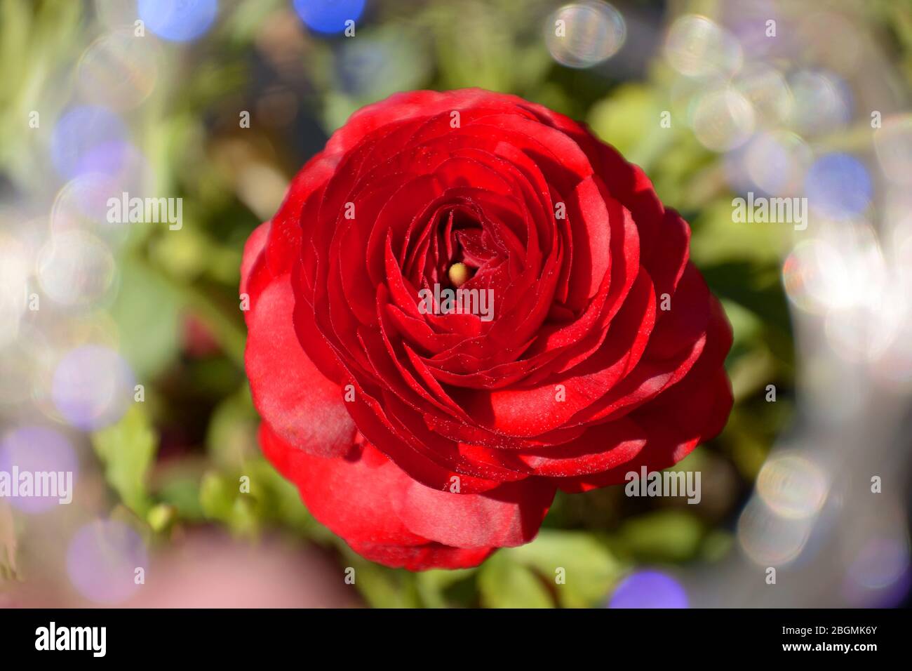 rosso intenso buttercup persiano fiore singolo a fuoco con polline su di esso e con effetti bokeh colorati Foto Stock