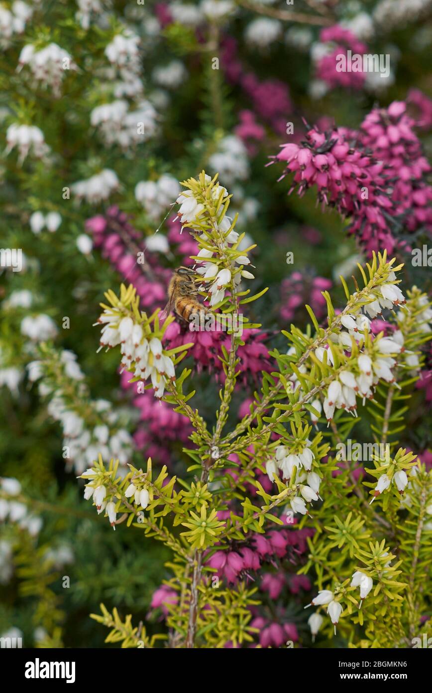 Erica carnea fiori bianchi e rosa Foto Stock