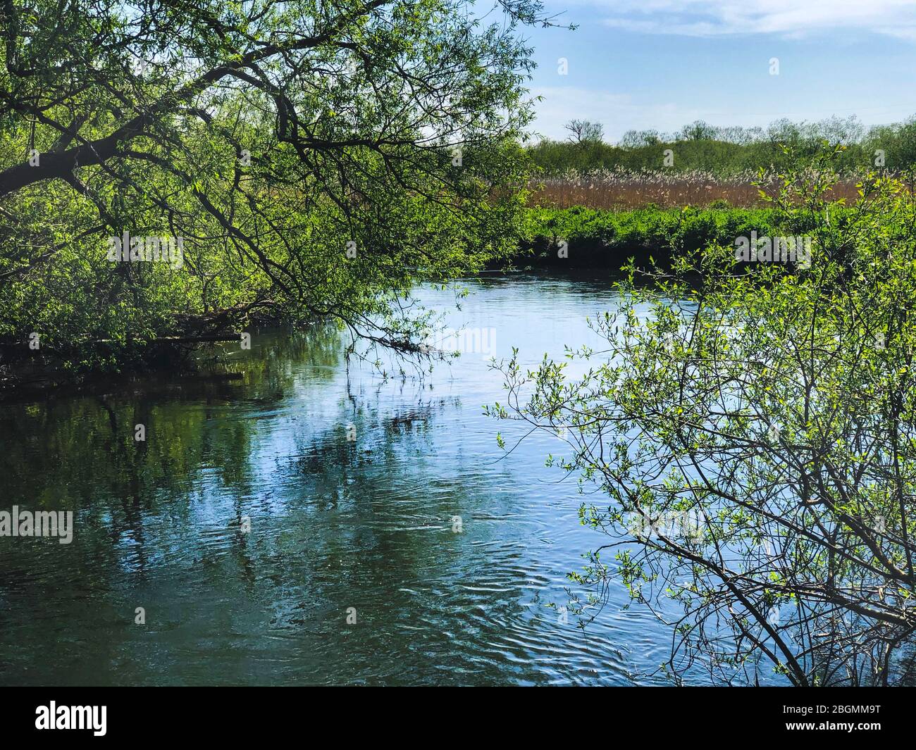 pulito fiume bello che scorre nel lato della campagna inglese con sopra alberi sospesi e fogliame nel cielo blu di sfondo per lo spazio delle copie Foto Stock