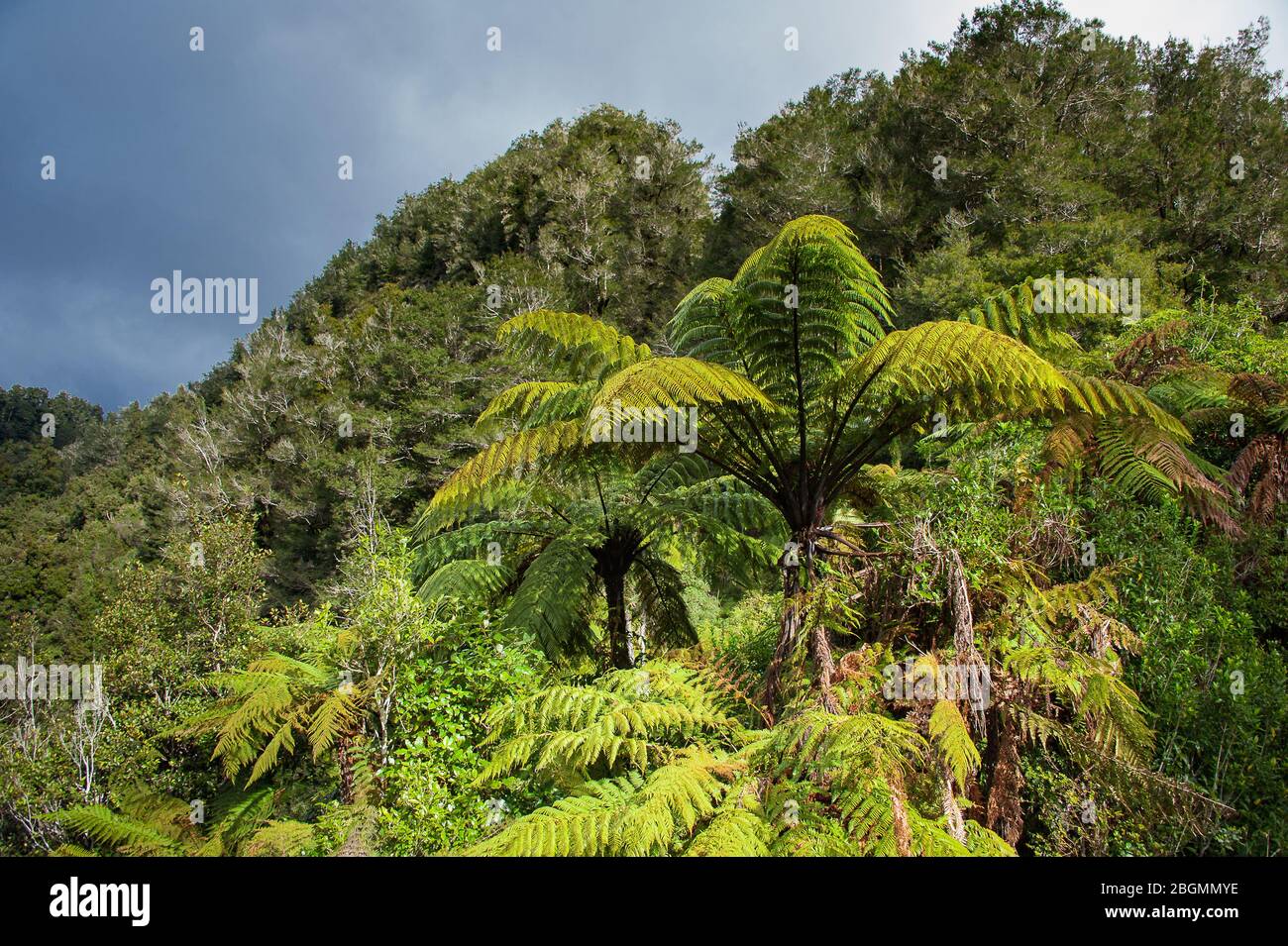 Felci giganti (Dicksonia squarrosa), percorso Forgotten World Highway, Manawatu-Wanganui, Nuova Zelanda. Ripido lato, foresta pluviale coperta, valle del fiume. Foto Stock