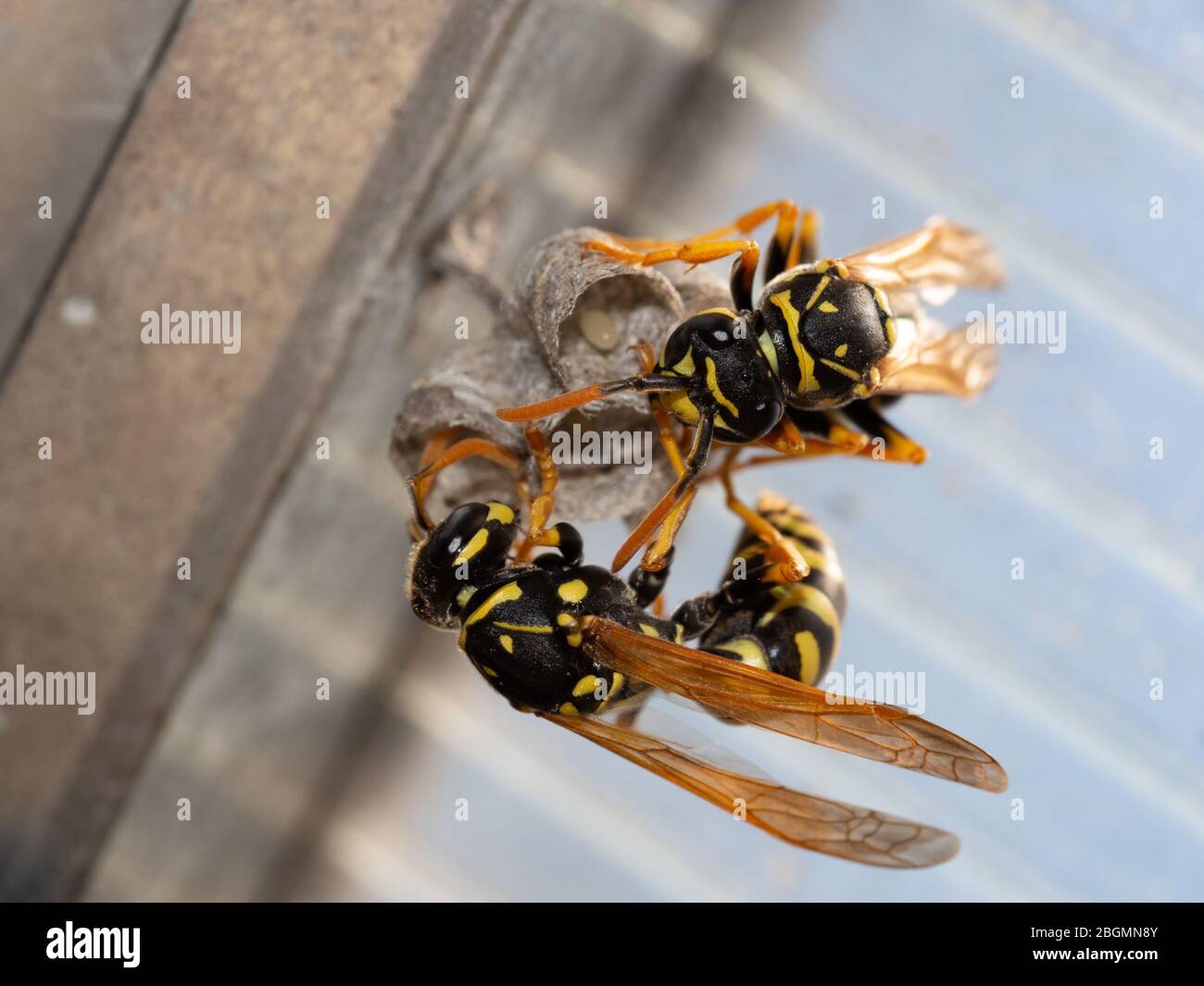 Wasps costruire un nido in una serra Foto Stock