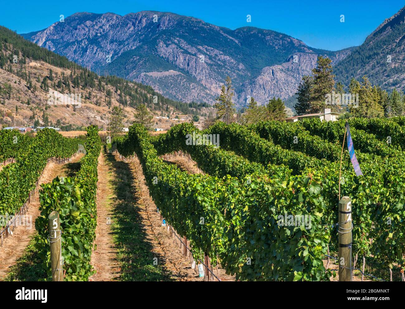 Azienda vinicola a Lillooet, ex Cayoosh Flat, autostrada 99, Sea to Sky Highway, Coast Mountains, British Columbia, Canada Foto Stock