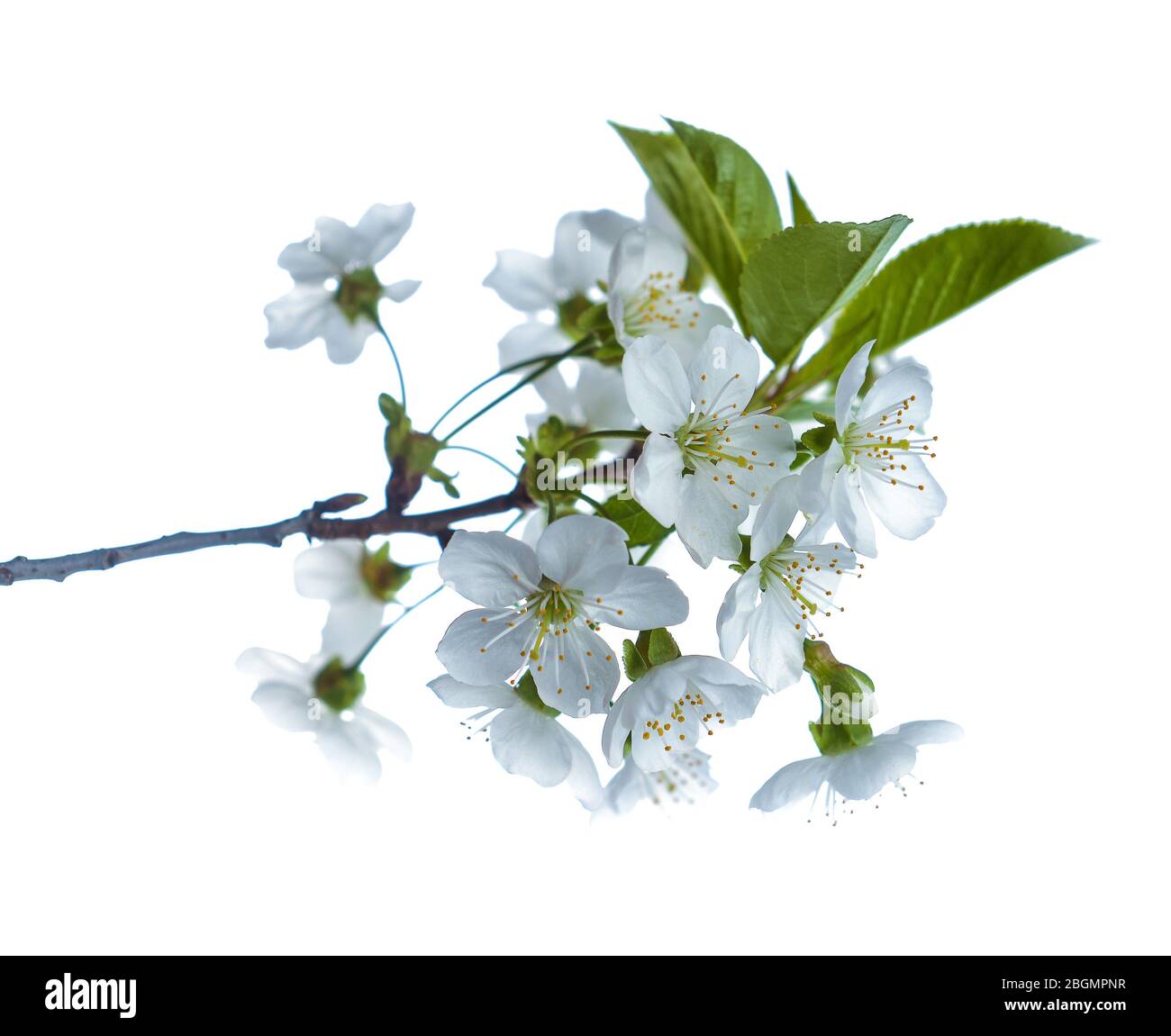 Fiore albero di pera ramo con bei fiori bianchi con balze rosa su un bianco Foto Stock