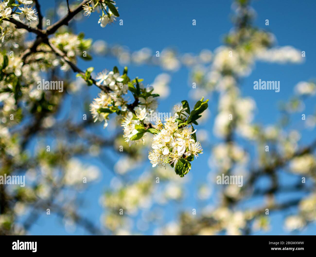 Fiore di ciliegia / fiore di mela, ciliegia / albero di mela in piena fioritura Foto Stock