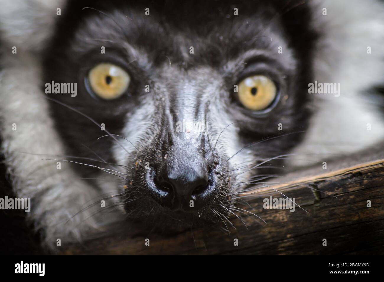 Funny Black and White Ruffed Lemur close up ritratto - Varecia variegata Foto Stock