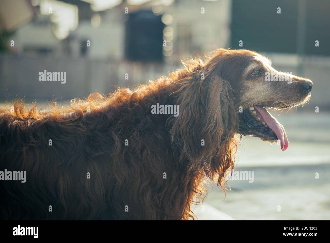 Cane Irish Setter colorato con cioccolato marrone Foto Stock