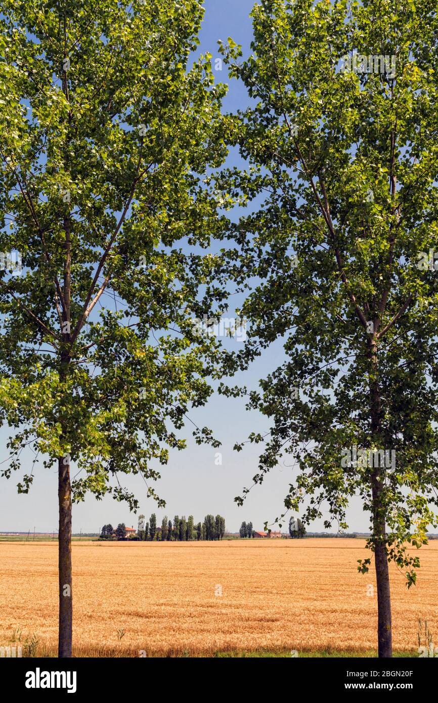 Il delta del po, provincia di Rovigo, Veneto, Italia. Campo di Wheatfield nel Parco Regionale Veneto del Delta del po, o nel Parco Regionale Veneto del Delta del po. Foto Stock