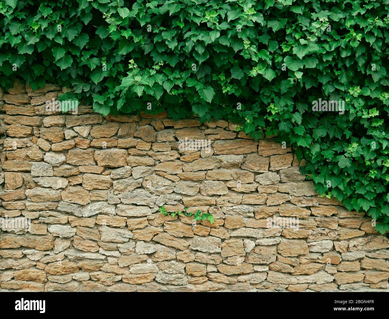 Fitte piante di liana addensate appese su alte pareti desiderano pietre calcaree senza forma Foto Stock