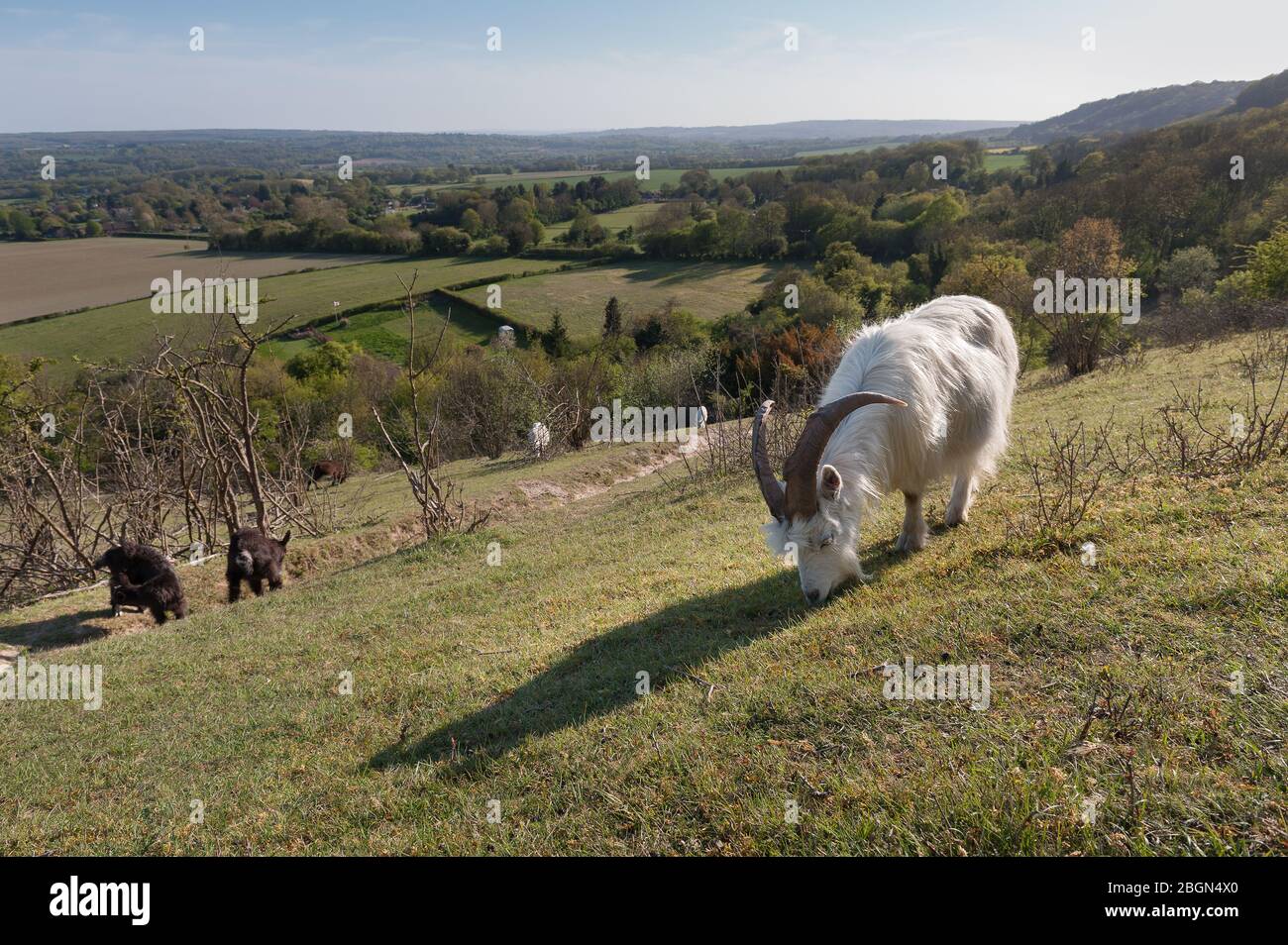 Gestione di pascoli di gesso sulle pendici ripide di North Downs pascolo capre con vista di Weald verso Hadlow Bedgebury Sevenoaks Kemsing Trotterscliffe Foto Stock