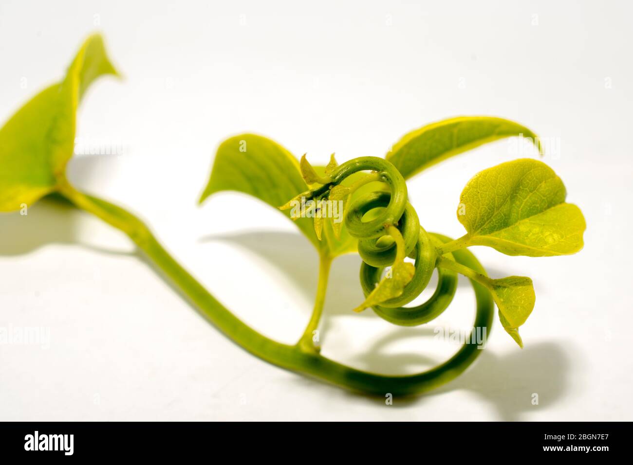 Foglie di erbe di giloy fresche ed ayurvediche. Immunity booster medicine isolato su bianco aumento conta piastrinica. Globuli bianchi Foto Stock