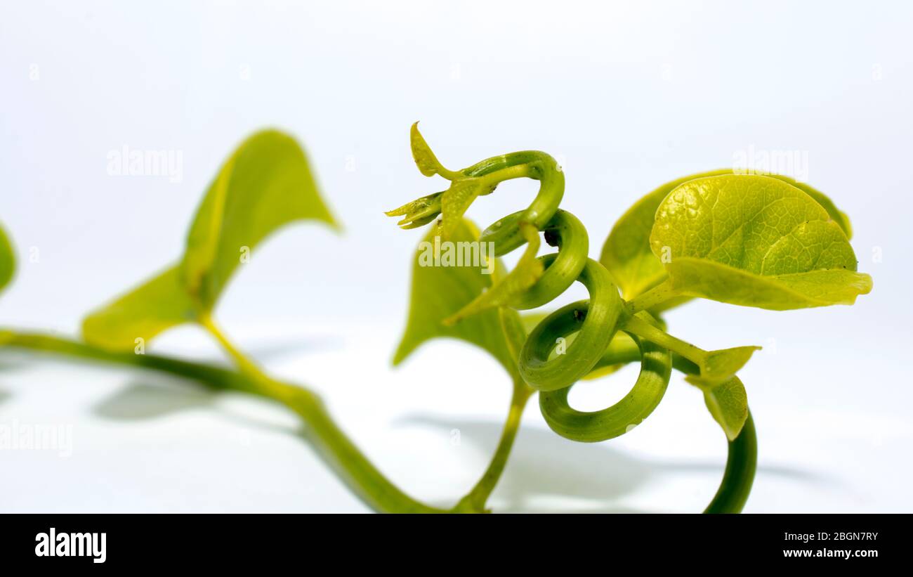 Tinospora cordifolia ayurvedic Giloy foglie di erbe. Immunity booster medicina isolato su bianco aumento conta piastrinica Foto Stock