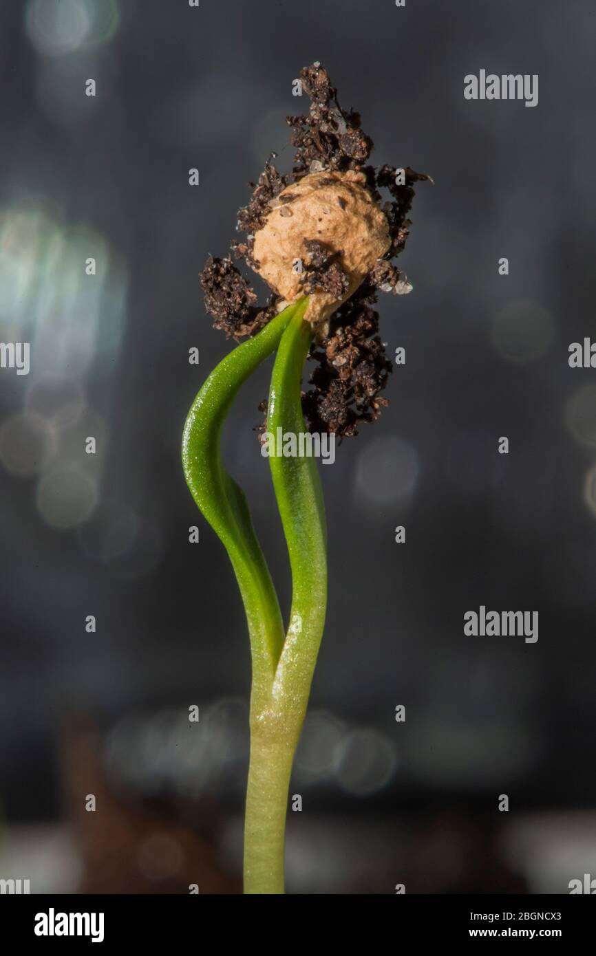Un seme di spinaci comincia a crescere Foto Stock
