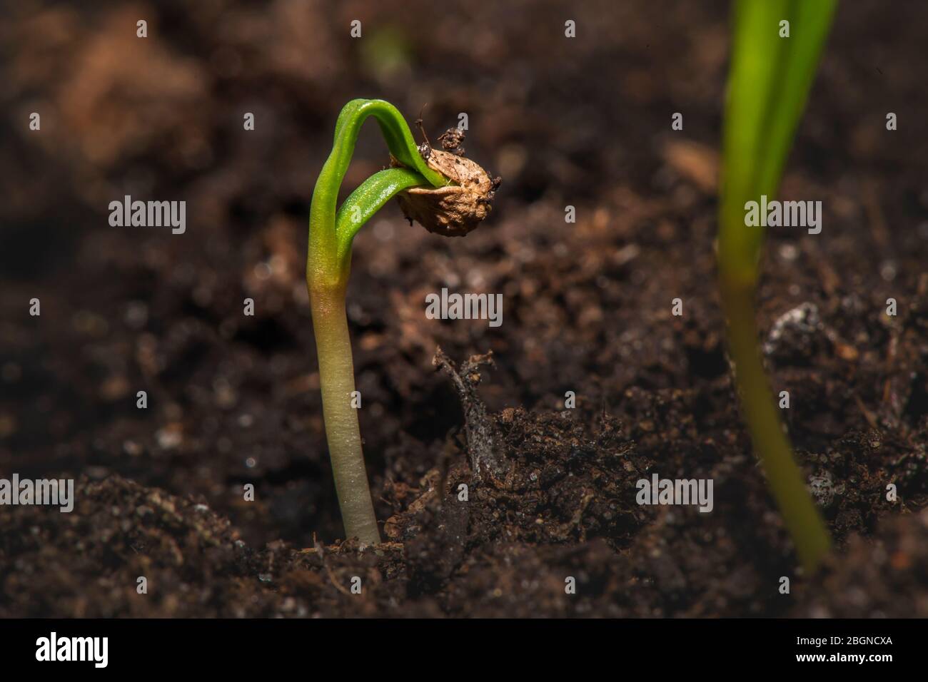 Un seme di spinaci comincia a crescere Foto Stock