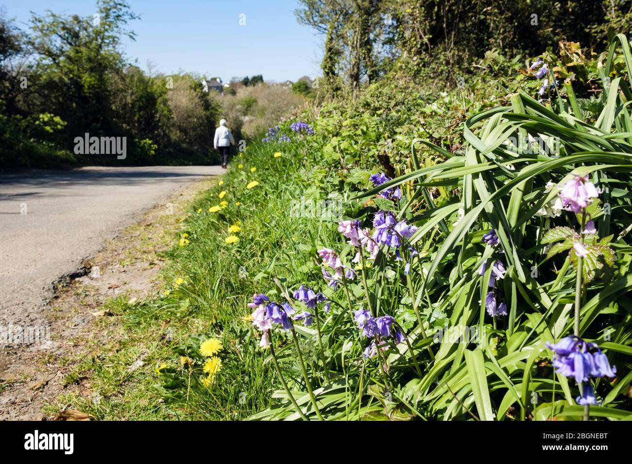 Paese corsia con fiori selvatici fiorito su un verga d'erba e una persona a piedi su strada tranquilla in primavera. Bennlech, Isola di Anglesey, Galles del Nord, Regno Unito Foto Stock