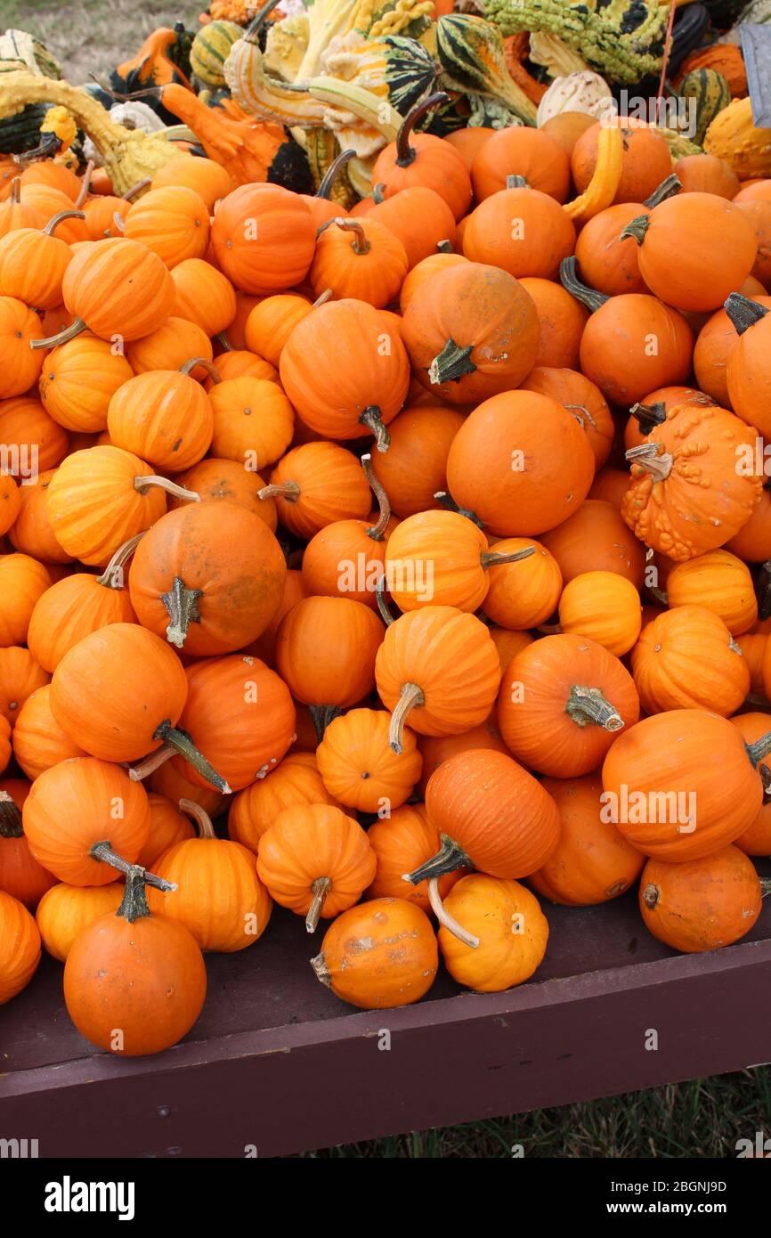 Tavoli di legno lunghi con varietà di zucche, squash, e zucche al mercato degli agricoltori nel clima più fresco autunno. Foto Stock