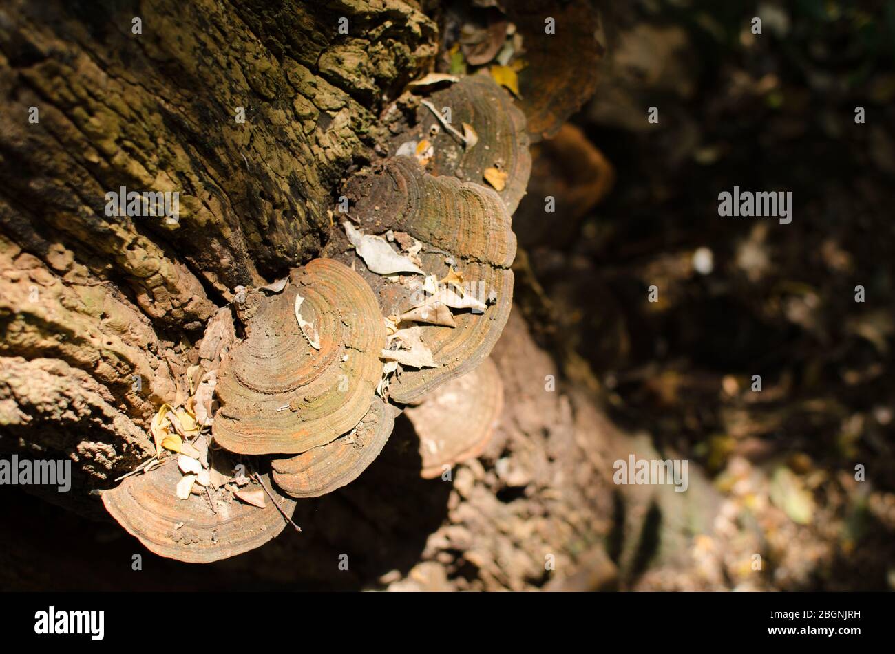 Le Balanophoraceae sono una famiglia subtropicale a tropicale di piante di fioritura parassitarie obbligate e sono trovate normalmente in foreste umide interne che crescono su Foto Stock