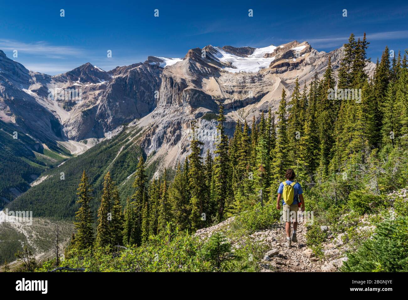 Escursionista sul Burgess Highline Trail, Canadian Rockies, President Range, Emerald Glacier, Michael Peak in dist, Yoho National Park, British Columbia Canada Foto Stock