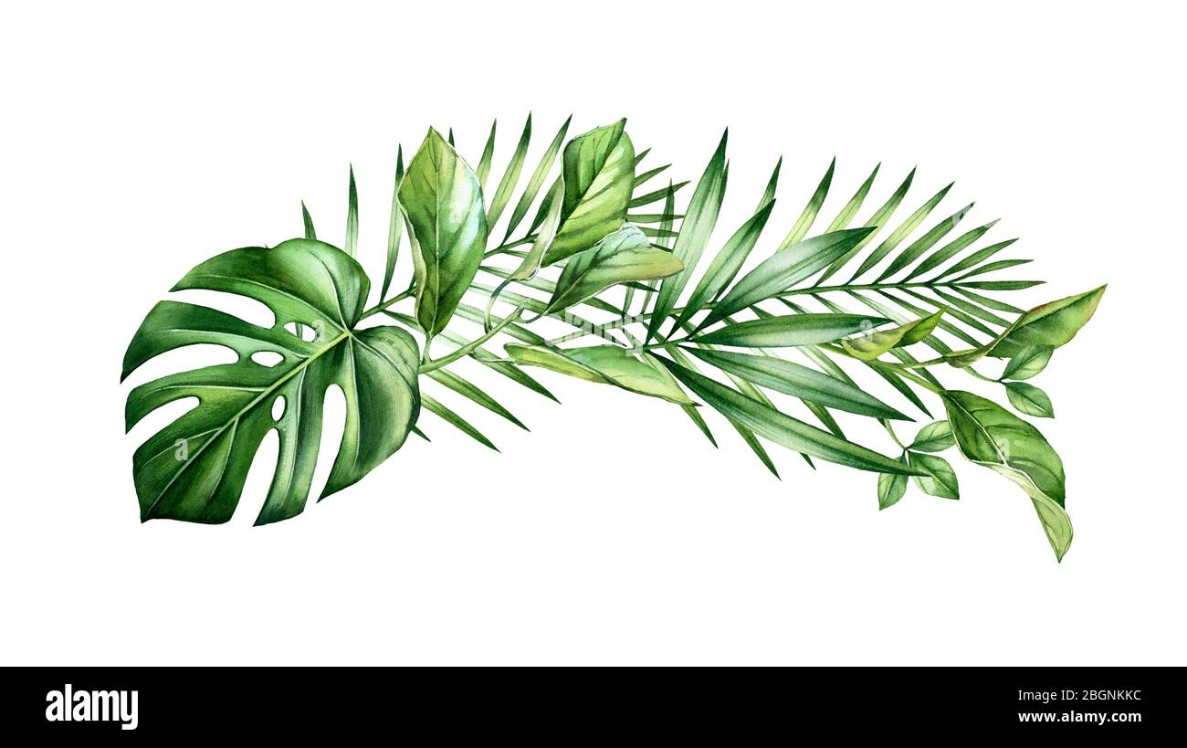 Arco acquerello di foglie tropicali. Giungla verde in disposizione orizzontale. Rami di palma esotici, monstera, isolati su bianco. Botanico a mano tirato Foto Stock